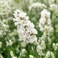 Weiß Lavendel Blumensamen Garten robust Sorte Traditionssorte & ohne Gentechnik Samen Hausgarten