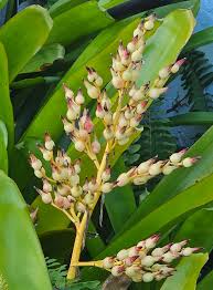 Grün Bromeliad Blumensamen – robust Sorte Traditionssorte & ohne Gentechnik Samen Hausgarten