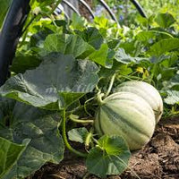 Zuckermelonen Samen Hybrid