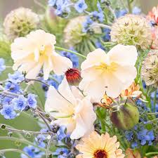 Himmelblau Eschscholtzia Blumensamen zur Aussaat – Traditionssorte ohne Gentechnik Keimung biologisch Garten Samen Schnitt Blume Gärten