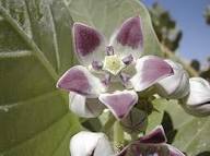 Calotropis Blumensamen zur Aussaat – Drought verträglich – Traditionssorte & ohne Gentechnik Samen Hausgarten