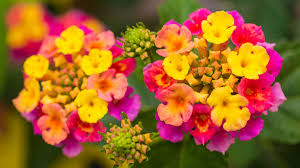 MultiColored Wandelröschen Blumensamen zur Aussaat – Traditionssorte ohne Gentechnik biologisch Garten Samen Keimung