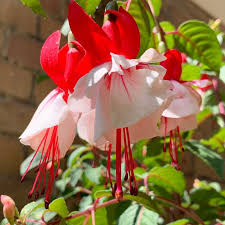 Rot hell Rosa gefüllt Petals Fuchsie Samen zur Aussaat Garten beliebt Traditionssorte & ohne Gentechnik Samen Hausgarten