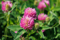 Rosa Trifolium or Clover Blumensamen zur Aussaat – Halbschatten verträglich – Traditionssorte & ohne Gentechnik Samen Hausgarten