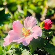 Pfirsichfarben Hibiskus Blumensamen zur Aussaat Wildblume Mischung Traditionssorte & ohne Gentechnik Samen Hausgarten