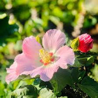 Pfirsichfarben Hibiskus Blumensamen zur Aussaat Wildblume Mischung Traditionssorte & ohne Gentechnik Samen Hausgarten