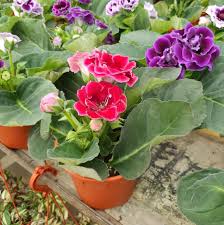 Multi Gloxinie Blumensamen Blumensamen zur Aussaat hochwertige Qualitäts- Traditionssorte & ohne Gentechnik Samen Hausgarten