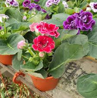 Multi Gloxinie Blumensamen Blumensamen zur Aussaat hochwertige Qualitäts- Traditionssorte & ohne Gentechnik Samen Hausgarten