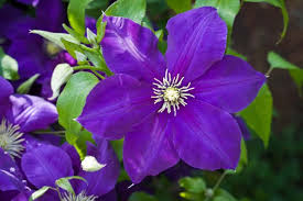 Violett Waldrebe Blumensamen zur Aussaat sonnenliebend Traditionssorte & ohne Gentechnik Samen Hausgarten