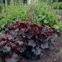 Lila Coral Bell Blumensamen zur Aussaat – saisonal Dauerblüher – Traditionssorte & ohne Gentechnik Samen Hausgarten