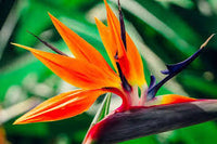 Paradiesvogelblume Blume Samen zur Aussaat