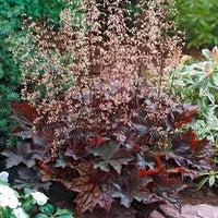 Lila Coral Bell Blumensamen zur Aussaat – saisonal Dauerblüher – Traditionssorte & ohne Gentechnik Samen Hausgarten