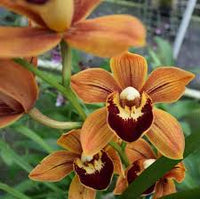Orange Paphiopedilum Blumensamen zur Aussaat – pflegeleicht – Traditionssorte & ohne Gentechnik Samen Hausgarten