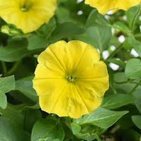 tief Gelb Petunie Blumensamen zur Aussaat Traditionssorte ohne Gentechnik Anzucht Garten Samen