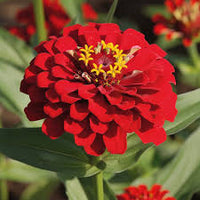 Rot Zinnie Blumensamen zur Aussaat leuchtend Blüten Traditionssorte & ohne Gentechnik Samen Hausgarten