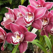 Bordeaux Schmetterlingsorchidee Orchidee Blumensamen zur Aussaat – Traditionssorte ohne Gentechnik pflegeleicht biologisch Garten Samen Keimung