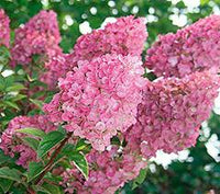Vanilla Strawberry Hortensie Blumensamen zur Aussaat – duftend Blüten – Traditionssorte & ohne Gentechnik Samen Hausgarten