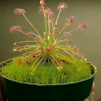 Grün robust Sundew Blumensamen zur Aussaat – Garten beliebt – Traditionssorte & ohne Gentechnik Samen Hausgarten