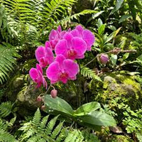 Rosa Schmetterlingsorchidee Orchidee Samen Blumensamen zur Aussaat duftend Blüten Traditionssorte & ohne Gentechnik Samen Hausgarten
