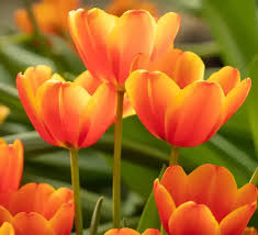 Orange Tulpe Blumensamen zur Aussaat – Anzucht – Traditionssorte & ohne Gentechnik Samen Hausgarten