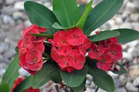 Crown Thorn Blumensamen zur Aussaat – hochwertige Qualitäts- – Traditionssorte & ohne Gentechnik Samen Hausgarten