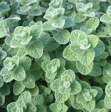 Zaatar Oregano Samen fuer Gartenanbau