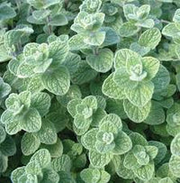 Zaatar Oregano Samen fuer Gartenanbau
