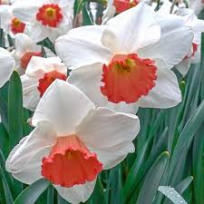 Rot Weiß Narzisse Blumensamen zur Aussaat Wildblume Mischung Traditionssorte & ohne Gentechnik Samen Hausgarten