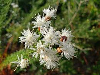 Dalea Pinnata Blumensamen zur Aussaat Enhance Garten Blüten