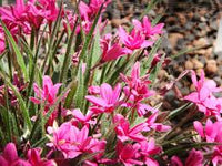 Rhodohypoxis Blumensamen zur Aussaat – robust Sorte – Traditionssorte & ohne Gentechnik Samen Hausgarten