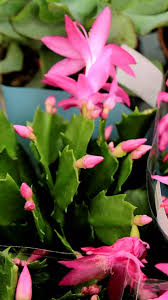 Rosa Zygocactus Truncatus Blumensamen zur Aussaat – hochwertige Qualitäts- – Traditionssorte & ohne Gentechnik Samen Hausgarten