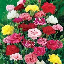 Bordeaux Carnations Blumensamen zur Aussaat – Traditionssorte ohne Gentechnik Wildblume Mischung biologisch Garten Samen Keimung