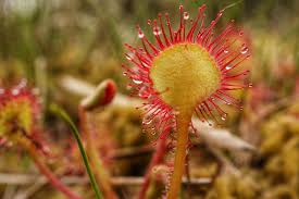 dunkel Rot Sundew zur Aussaat ideal Rabatten Traditionssorte & ohne Gentechnik Samen Hausgarten