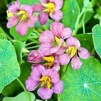 hell Lila Kapuzinerkresse Blumensamen zur Aussaat pflegeleicht Traditionssorte & ohne Gentechnik Samen Hausgarten
