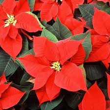 Grün Weihnachtsstern mehrjährig Blumensamen zur Aussaat – Wildblume Mischung – Traditionssorte & ohne Gentechnik Samen Hausgarten