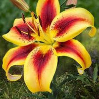Gelb Rot Lilium Blumensamen zur Aussaat – robust Sorte – Traditionssorte & ohne Gentechnik Samen Hausgarten