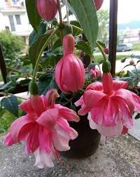 Pfirsichfarben Fuchsie Blumensamen zur Aussaat Traditionssorte ohne Gentechnik Landhaus Garten biologisch Samen