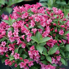 Rosa Weigela Blumensamen zur Aussaat – Traditionssorte ohne Gentechnik Keimung biologisch Garten Samen leuchtend blühend Shrub