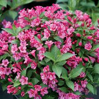 Rosa Weigela Blumensamen zur Aussaat – Traditionssorte ohne Gentechnik Keimung biologisch Garten Samen leuchtend blühend Shrub