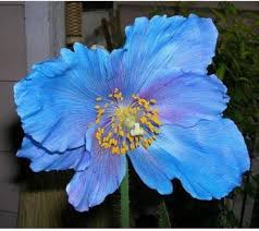 Himalayan blau poppy meconopsis samen for anpflanzung in cool garten