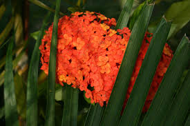 Orange Hortensie Blumensamen zur Aussaat – Bestäuber freundlich – Traditionssorte & ohne Gentechnik Samen Hausgarten