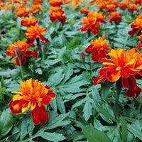 Rot Studentenblume Samen zur Aussaat – einjährige Blume leuchtend Rabatten