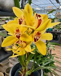 Gelb Schmetterlingsorchidee Orchidee Blumensamen zur Aussaat – Anzucht – Traditionssorte & ohne Gentechnik Samen Hausgarten