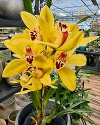 Gelb Schmetterlingsorchidee Orchidee Blumensamen zur Aussaat – Anzucht – Traditionssorte & ohne Gentechnik Samen Hausgarten