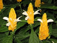 Pachystachys Lutea Blumensamen zur Aussaat – leuchtend Blüten – Traditionssorte & ohne Gentechnik Samen Hausgarten