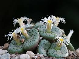 Grün Conophytum Obcordellum Blumensamen zur Aussaat – ideal Rabatten – Traditionssorte & ohne Gentechnik Samen Hausgarten