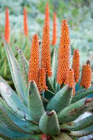 Aloe Vera Blumensamen zur Aussaat – hochwertige Qualitäts- – Traditionssorte & ohne Gentechnik Samen Hausgarten