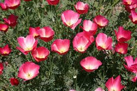 Violett Eschscholtzia Blumensamen Anzucht Traditionssorte & ohne Gentechnik Samen Hausgarten