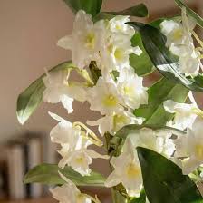Weiß Dendrobium Blumensamen zur Aussaat – Anzucht – Traditionssorte & ohne Gentechnik Samen Hausgarten