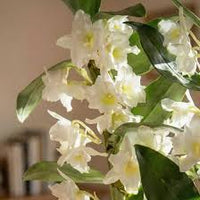 Weiß Dendrobium Blumensamen zur Aussaat – Anzucht – Traditionssorte & ohne Gentechnik Samen Hausgarten
